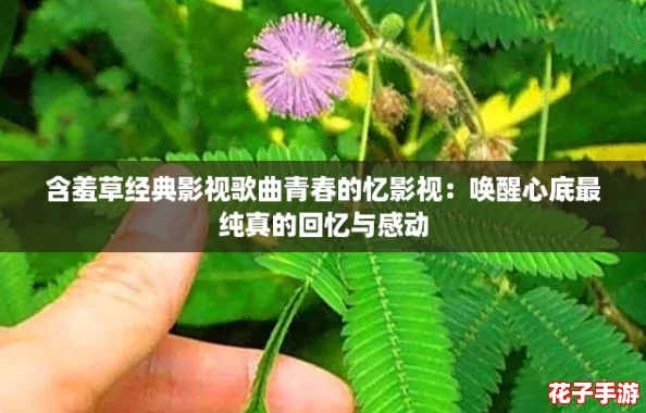 含羞草经典影视歌曲青春的忆影视:唤醒心底最纯真的回忆与感动 含羞草经典影视歌曲青春的忆影视:唤醒心底最纯真的回忆与感动