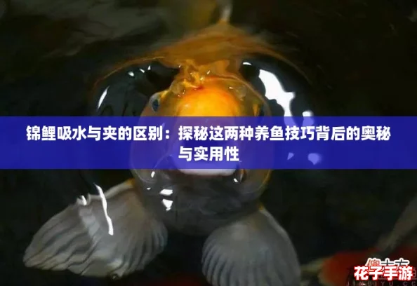 锦鲤吸水与夹的区别：探秘这两种养鱼技巧背后的奥秘与实用性