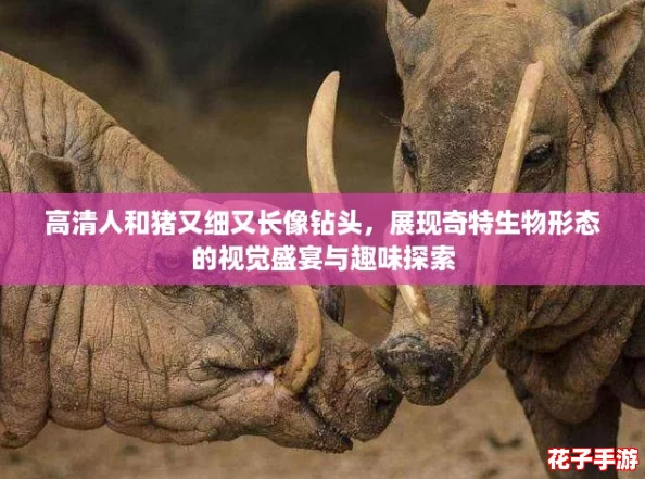 高清人和猪又细又长像钻头,展现奇特生物形态的视觉盛宴与趣味探索 高清人和猪又细又长像钻头,展现奇特生物形态的视觉盛宴与趣味探索