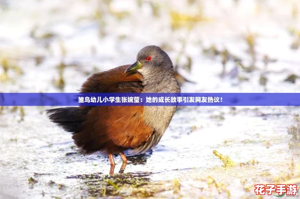 雏鸟幼儿小学生张婉莹：她的成长故事引发网友热议！