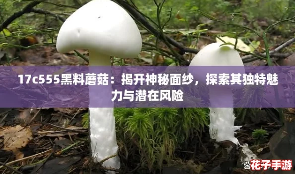 17c555黑料蘑菇：揭开神秘面纱，探索其独特魅力与潜在风险