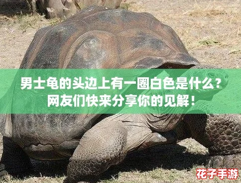 男士龟的头边上有一圈白色是什么？网友们快来分享你的见解！