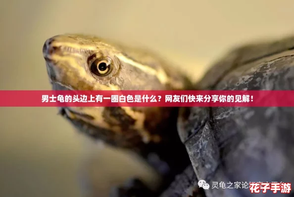男士龟的头边上有一圈白色是什么？网友们快来分享你的见解！