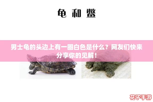 男士龟的头边上有一圈白色是什么？网友们快来分享你的见解！