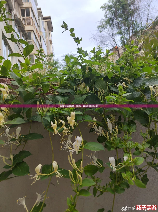 通水管TXL金银花原文：网友热议，谁能分享更多使用心得？