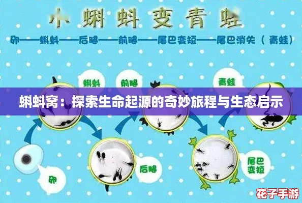 蝌蚪窝：探索生命起源的奇妙旅程与生态启示