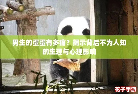 男生的蛋蛋有多痛？揭示背后不为人知的生理与心理影响
