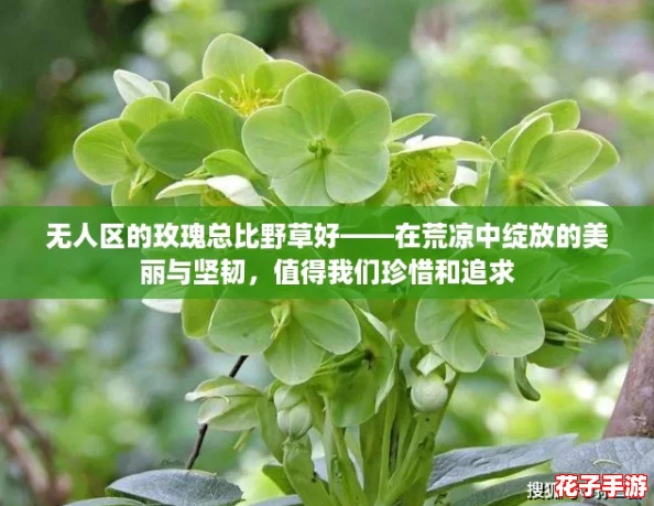 无人区的玫瑰总比野草好——在荒凉中绽放的美丽与坚韧，值得我们珍惜和追求