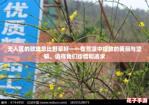 无人区的玫瑰总比野草好——在荒凉中绽放的美丽与坚韧，值得我们珍惜和追求