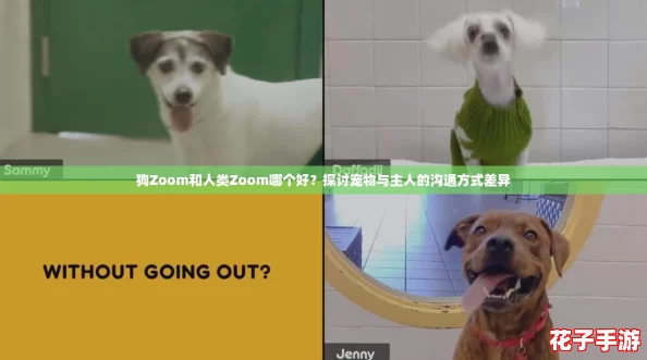 狗Zoom和人类Zoom哪个好？探讨宠物与主人的沟通方式差异