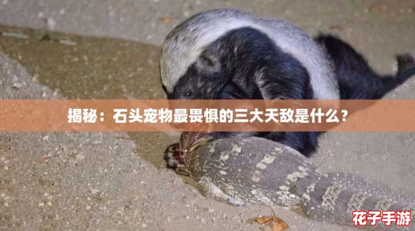 揭秘：石头宠物最畏惧的三大天敌是什么？