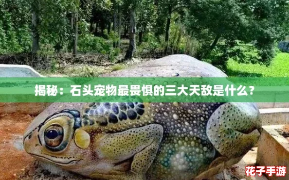 揭秘：石头宠物最畏惧的三大天敌是什么？