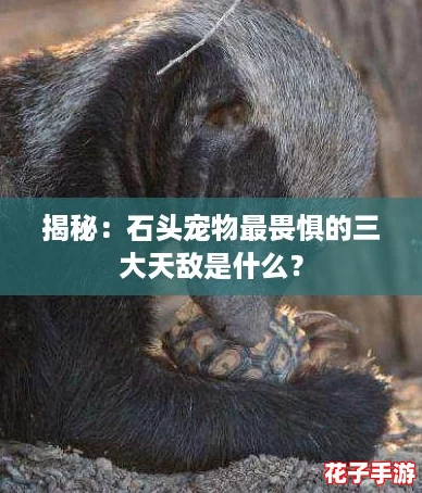 揭秘：石头宠物最畏惧的三大天敌是什么？