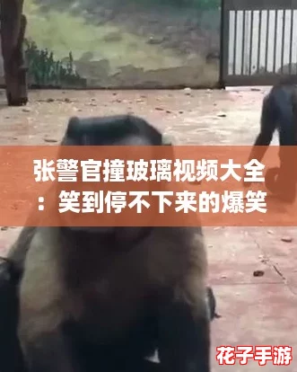 张警官撞玻璃视频大全：笑到停不下来的爆笑瞬间