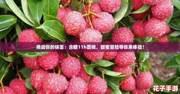 挑战你的味蕾：含糖11h荔枝，甜蜜冒险等你来体验！